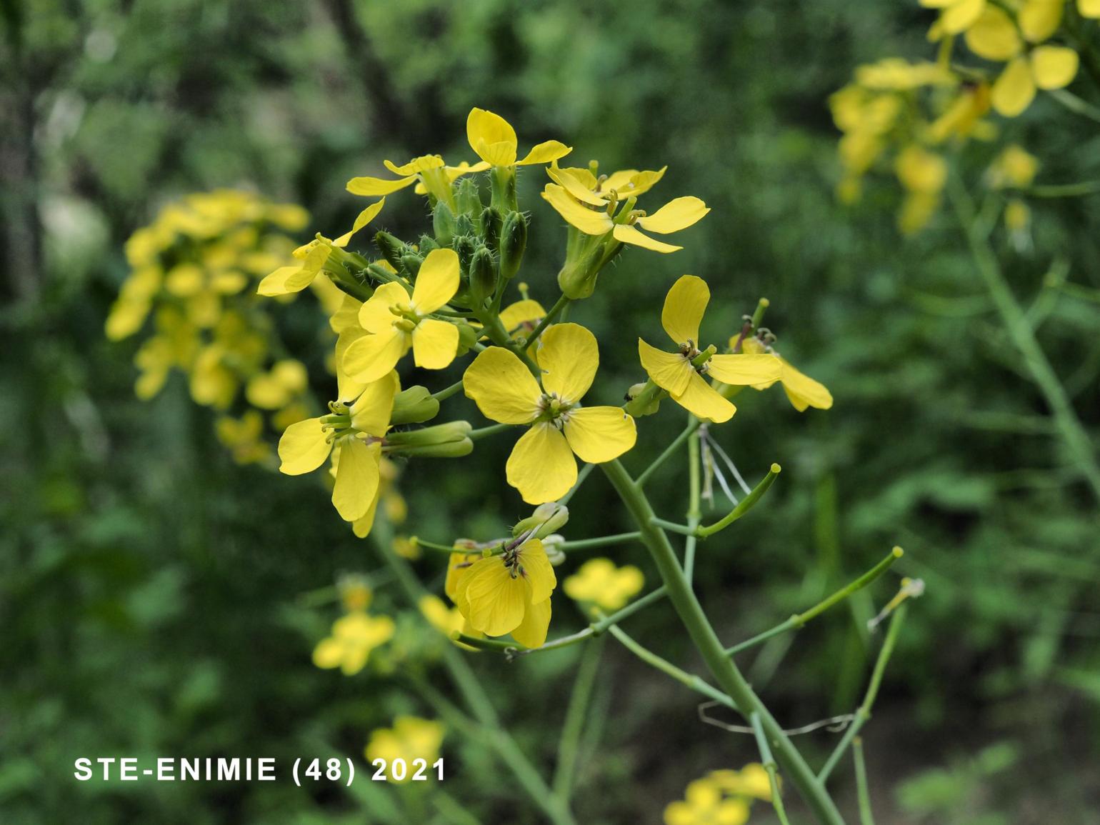 Wallflower Cabbage